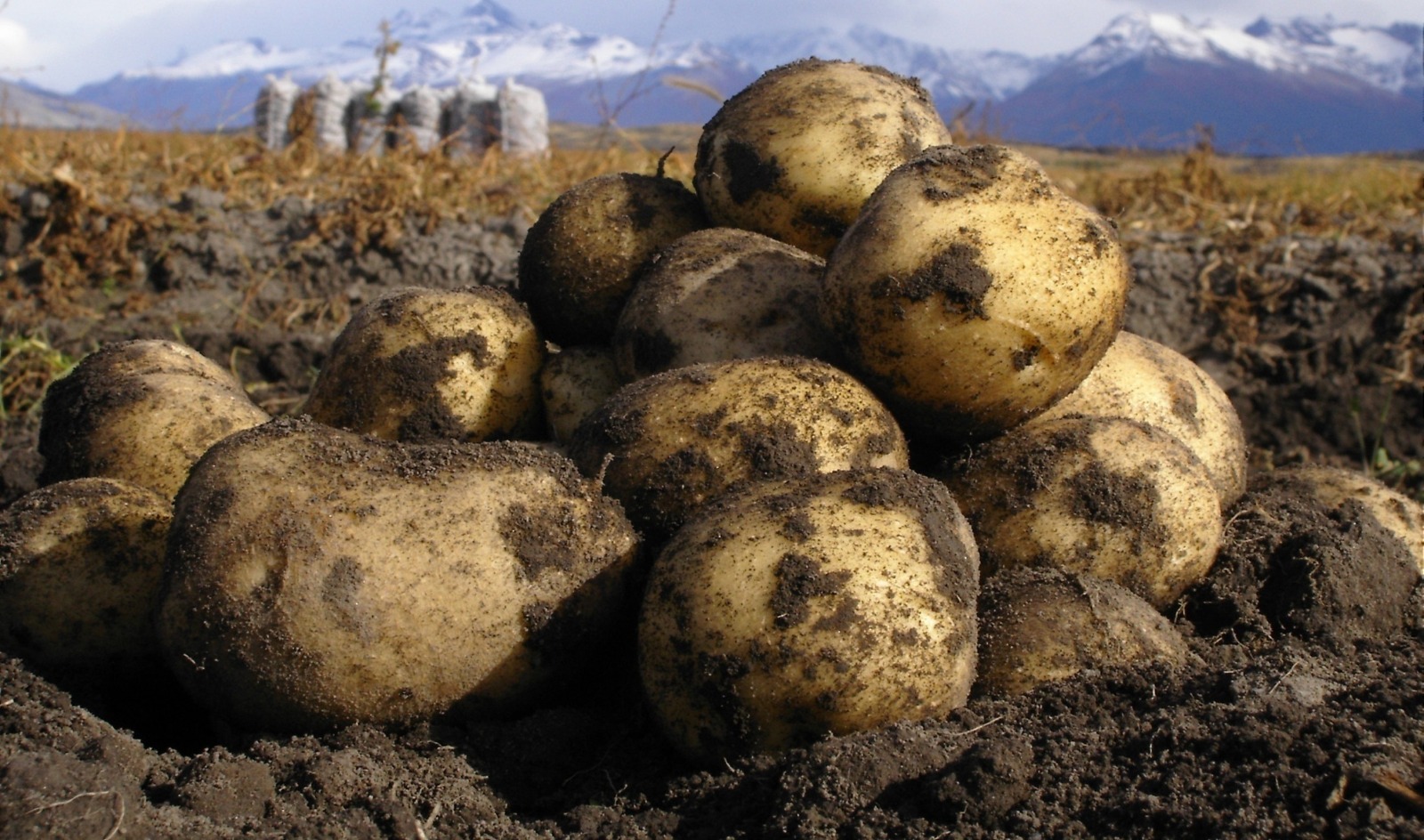 Climate: Potato Cultivation Will Shift to Higher Latitudes Due to Global Warming