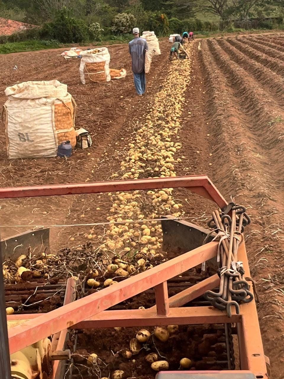 Brazil: Potato Prices Fall Again as the Winter Harvest Advances