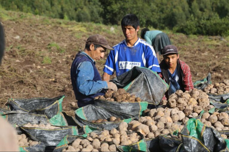 Peru: Dh’ fhaodadh plàighean bagairt a dhèanamh air bàrr buntàta ann an roinnean sònraichte tron ​​Dàmhair