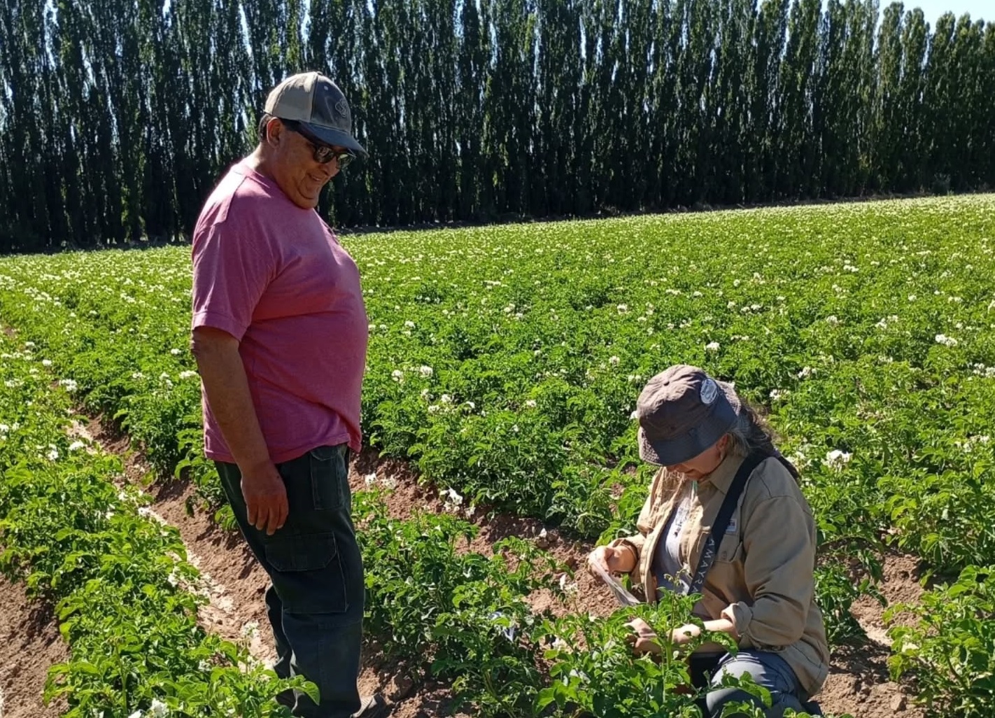 Argentina: Southern Mendoza Seeks to Boost Potato Production Through a Provincial Cluster