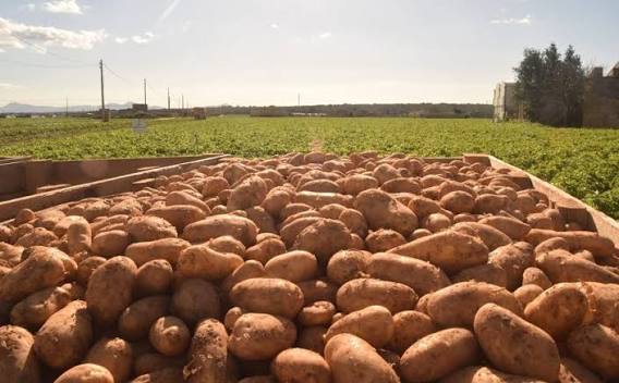 Colorado (USA): circa 45,000 tonnellate di patate scartate nel 2026