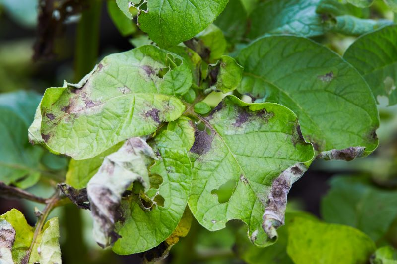 Lesioni fogliari della peronospora che si sviluppano in condizioni di elevata umidità relativa. Fonte: АВГУСТ - АО Firma «Aвгуст.
