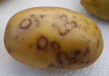 Sintomi PTNRD su tubero di patata causati da infezione da PVY. Fonte: Syngenta.ru.