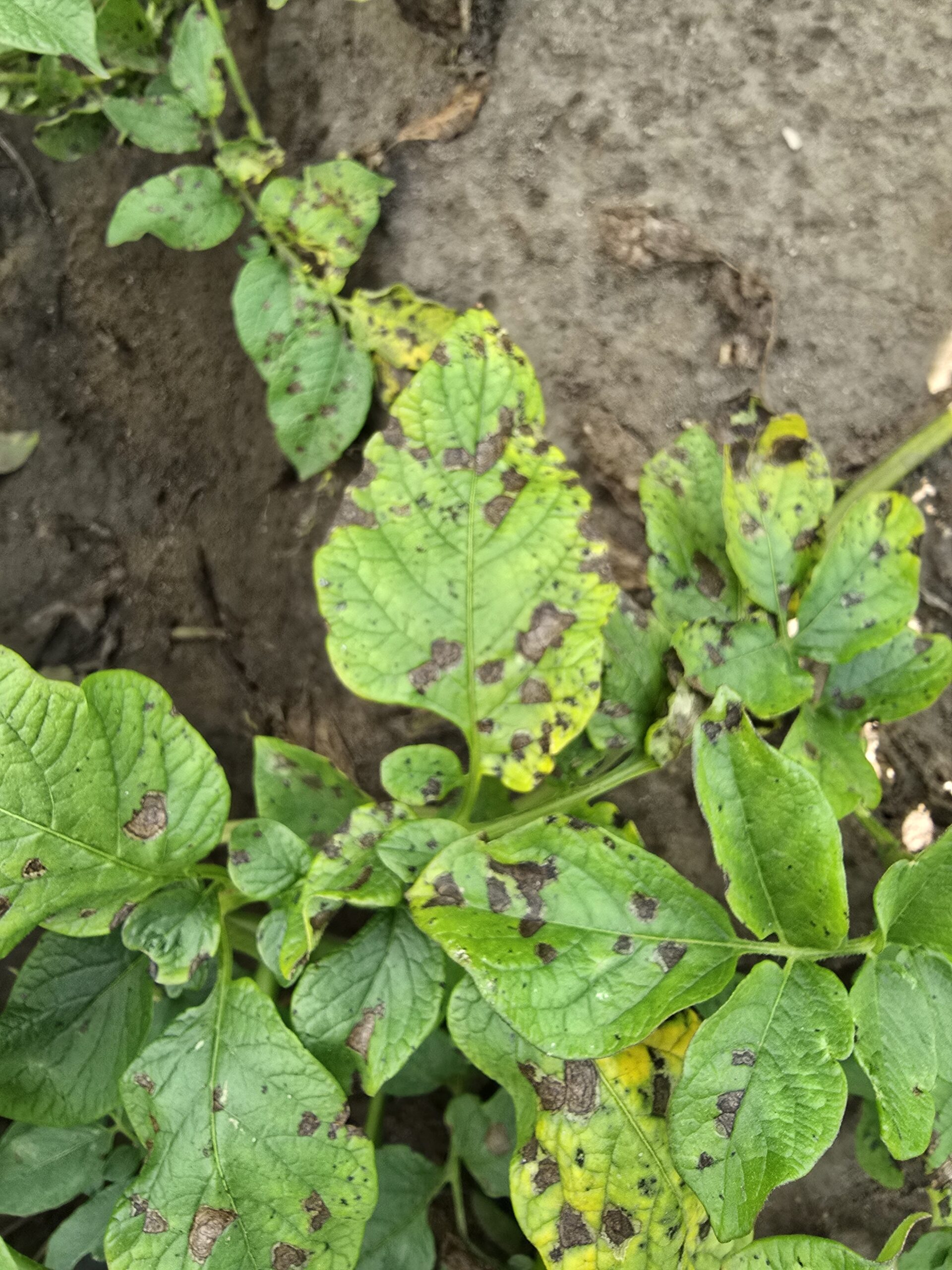 Dry lesions with concentric zonation and a yellow halo on lower-canopy leaves — the classic picture of Alternaria