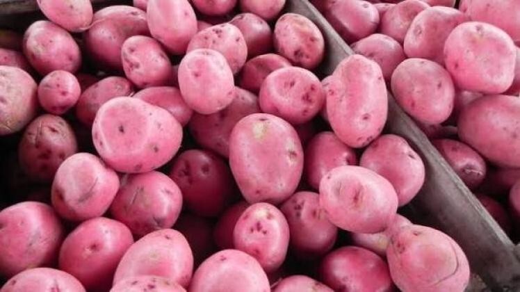 Uruguay: Wholesale Potato Prices Fall Again at the Start of the Week