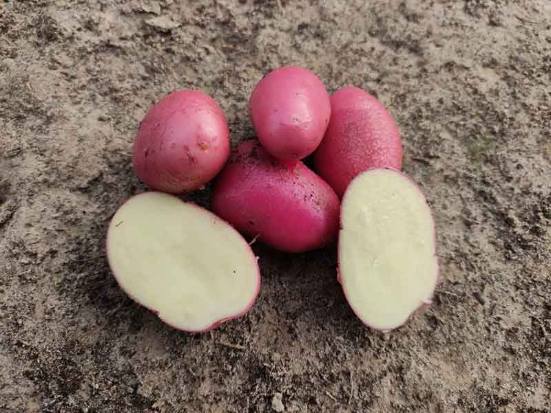 Argentina Unveils First Gene-Edited Potato Lines: OLI INTA and PIRU INTA Target Bruising and Cold-Induced Sweetening