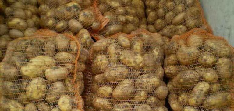 Russia Cuts Chinese Potato Imports by a Quarter as August Volumes Tumble 13 Russia Cuts Chinese Potato Imports by a Quarter as August Volumes Tumble
