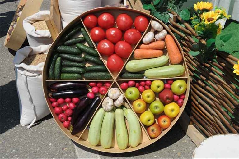 Dagestan Continues Active Harvest of Open-Ground Vegetables and Potatoes