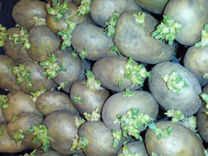 Russia’s Potato Sector Faces Deep Reliance on Imported Genetics Despite State Support Efforts