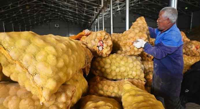 China's Potato Powerhouses: Dingxi Chain Value Hits 280 Billion Yuan as Weining Targets 3 Million Tons 2 China’s Potato Powerhouses: Dingxi Chain Value Hits 280 Billion Yuan as Weining Targets 3 Million Tons