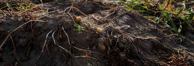 Europe Enters Deficit Season: Potato Acreage Down 11%, Yields Plunge 8 Tonnes/Ha Below 2025 Levels