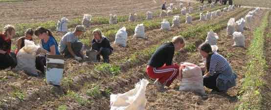 The Savkov Brothers' Farm Becomes One of the Largest Potato Producers in Kirov Oblast 2 The Savkov Brothers’ Farm Becomes One of the Largest Potato Producers in Kirov Oblast