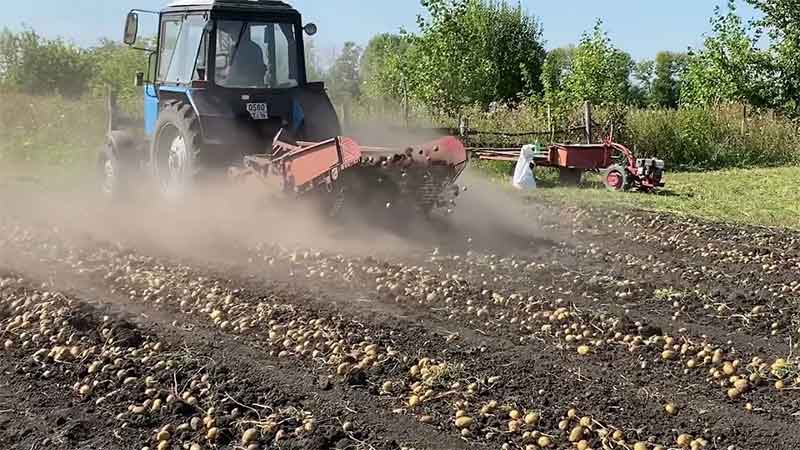 Ставропольде егін жинау жұмыстары аяқталуға жақын, орташа көрсеткіштен жоғары 83 000 тонна өнім жиналды