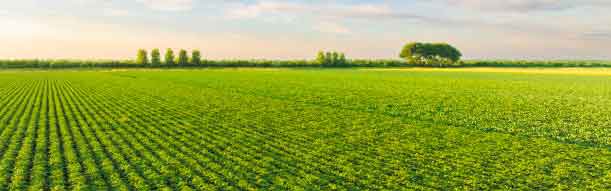 US Potato Acreage Hits 74-Year Low as Price Collapse Reshapes North American Supply