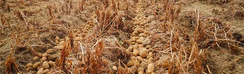 French Potato Yields Set for 30-Year Low as Heatwave and Drought Cut Harvest by 23%