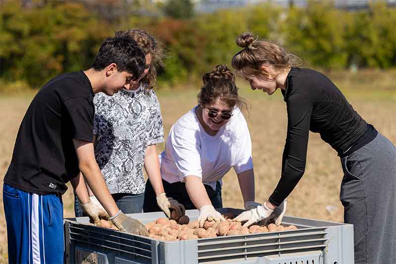 Gli studenti dell'Istituto di Agrobiotecnologia raccolgono oltre 23 tonnellate di patate.