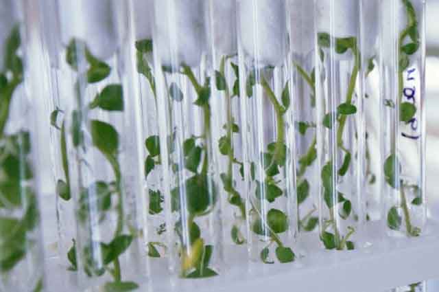 A Technological Revolution in Seed Production: Aeroponics and Tissue Culture Transform India’s Potato Sector