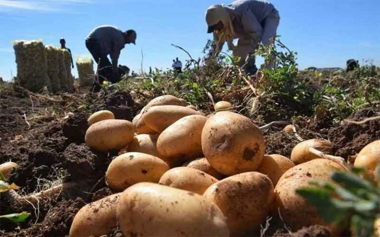 墨西哥马铃薯育种:关键品种、持续的种薯短缺以及真正马铃薯种薯的希望 33 墨西哥马铃薯育种:重点品种、持续的种薯短缺以及真正马铃薯种薯的前景