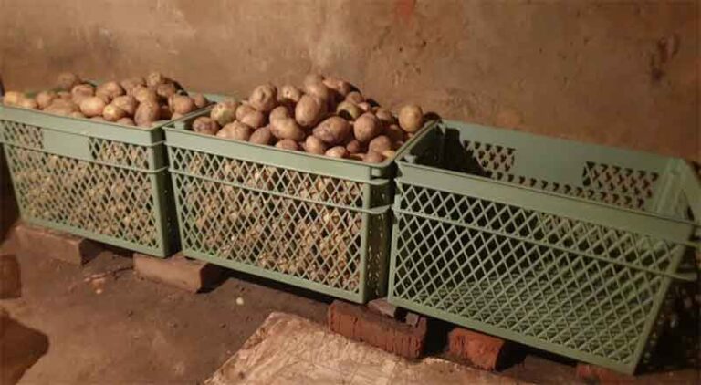 Polymer Containers Emerge as a Longer-Lasting Alternative to Wooden Bins for Potato Storage 9 Polymer Containers Emerge as a Longer-Lasting Alternative to Wooden Bins for Potato Storage
