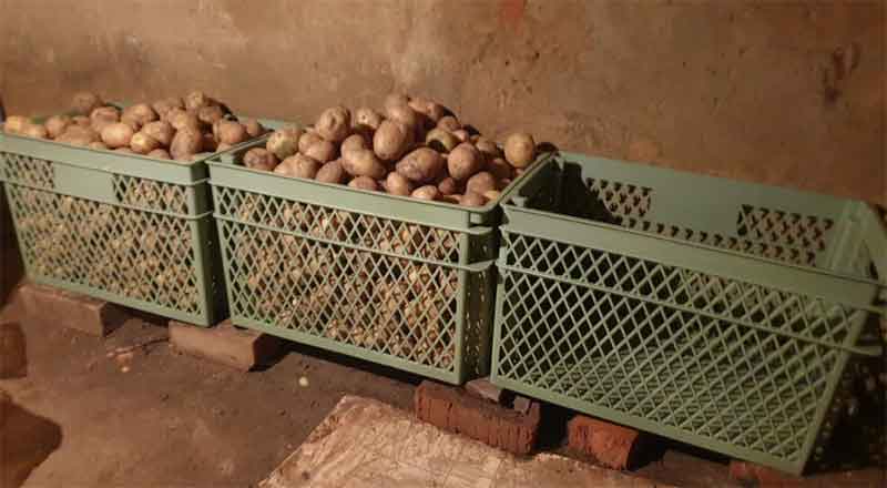 Polymer Containers Emerge as a Longer-Lasting Alternative to Wooden Bins for Potato Storage
