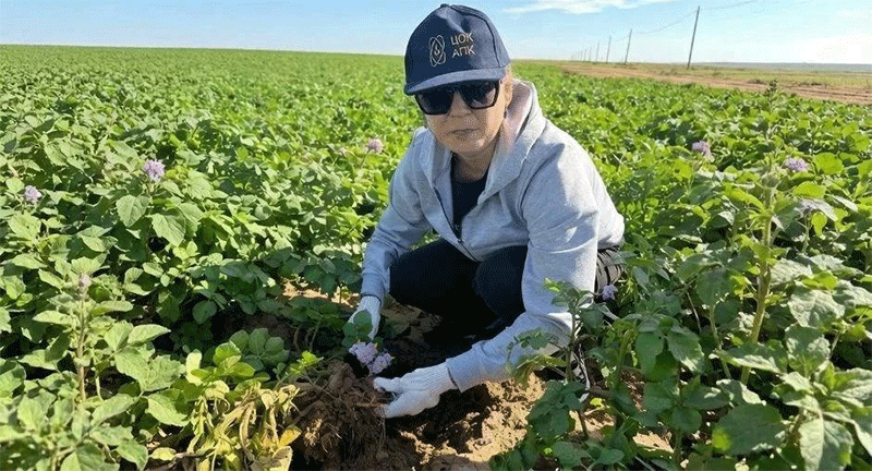 Astrakhan Experts Certify 180 Hectares of Seed Potato Crops in 2026 1 Astrakhan Experts Certify 180 Hectares of Seed Potato Crops in 2026