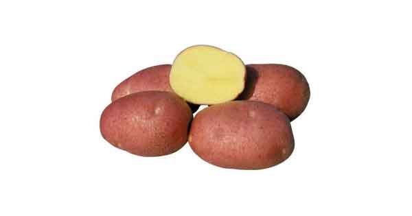 Russian Potato Breeders Validate 11 Domestic Varieties in Moscow Region Greenhouse Trial 3 Russian Potato Breeders Validate 11 Domestic Varieties in Moscow Region Greenhouse Trial