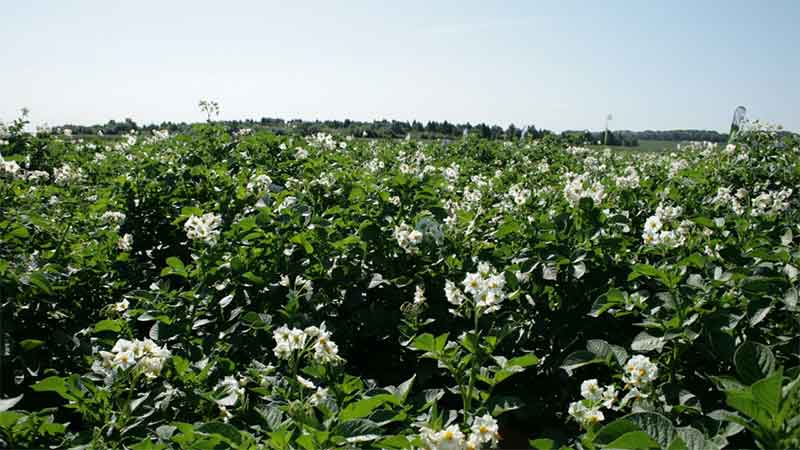 Russian Experts Inspect 11 Domestic Seed Potato Varieties in Greenhouse Trial Near Dmitrov