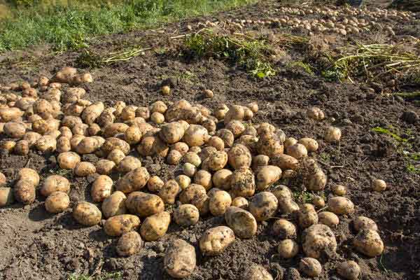 Karelia Kicks Off Vegetable and Potato Harvest Season with Early Varieties and Export Plans
