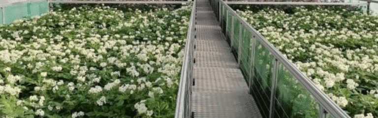 Russian Experts Certify 11 Domestic Potato Varieties Grown in Protected Ground in Moscow Region 2 Russian Experts Certify 11 Domestic Potato Varieties Grown in Protected Ground in Moscow Region