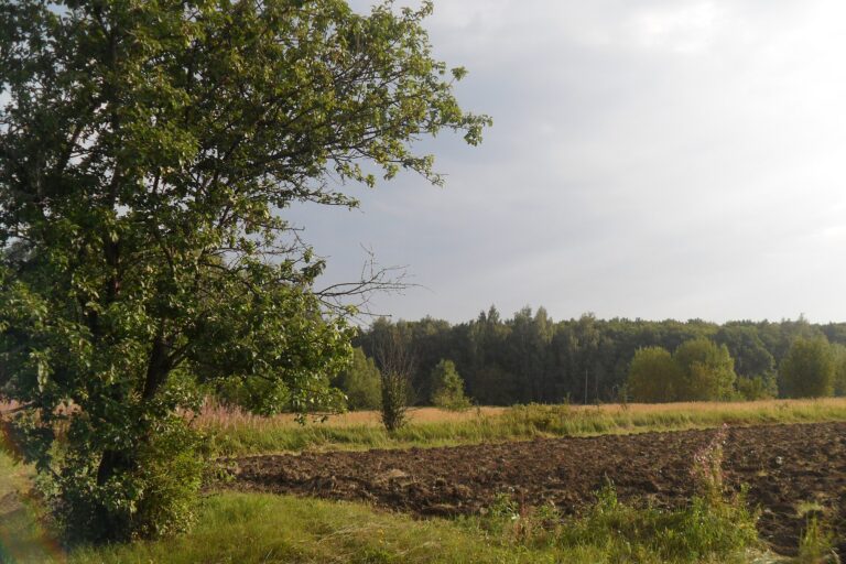 Potato field near the village of Kharino, Tula region, Russia