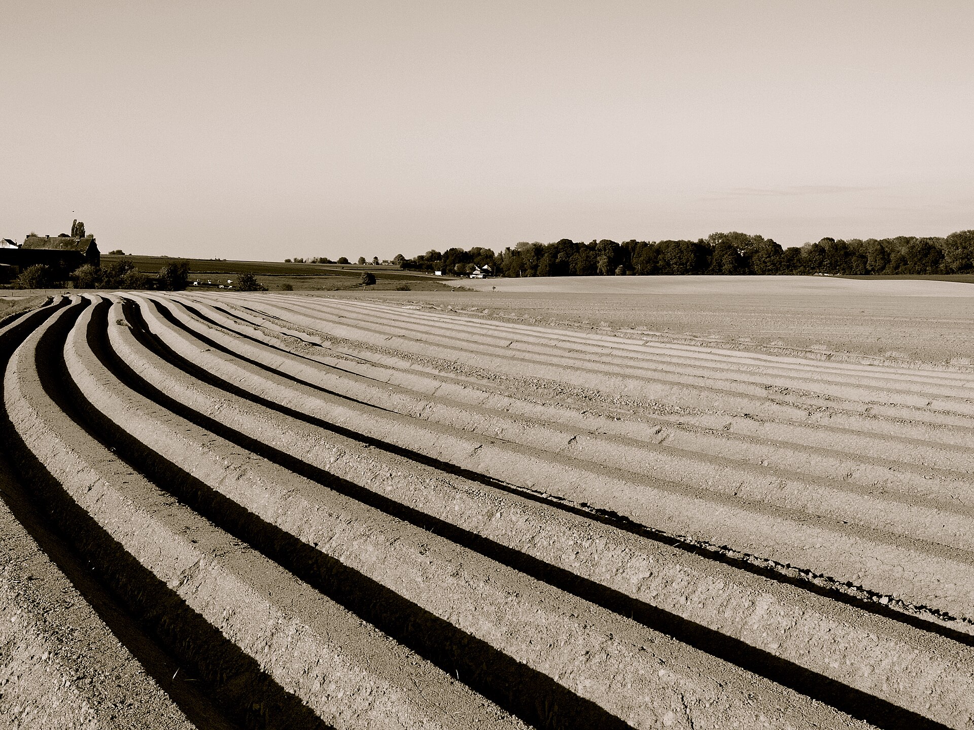 Potato field in the Walloon Region, Belgium