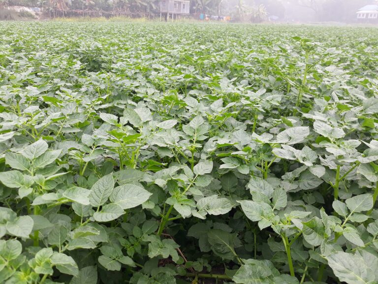 Potato field in Munshiganj, Bangladesh