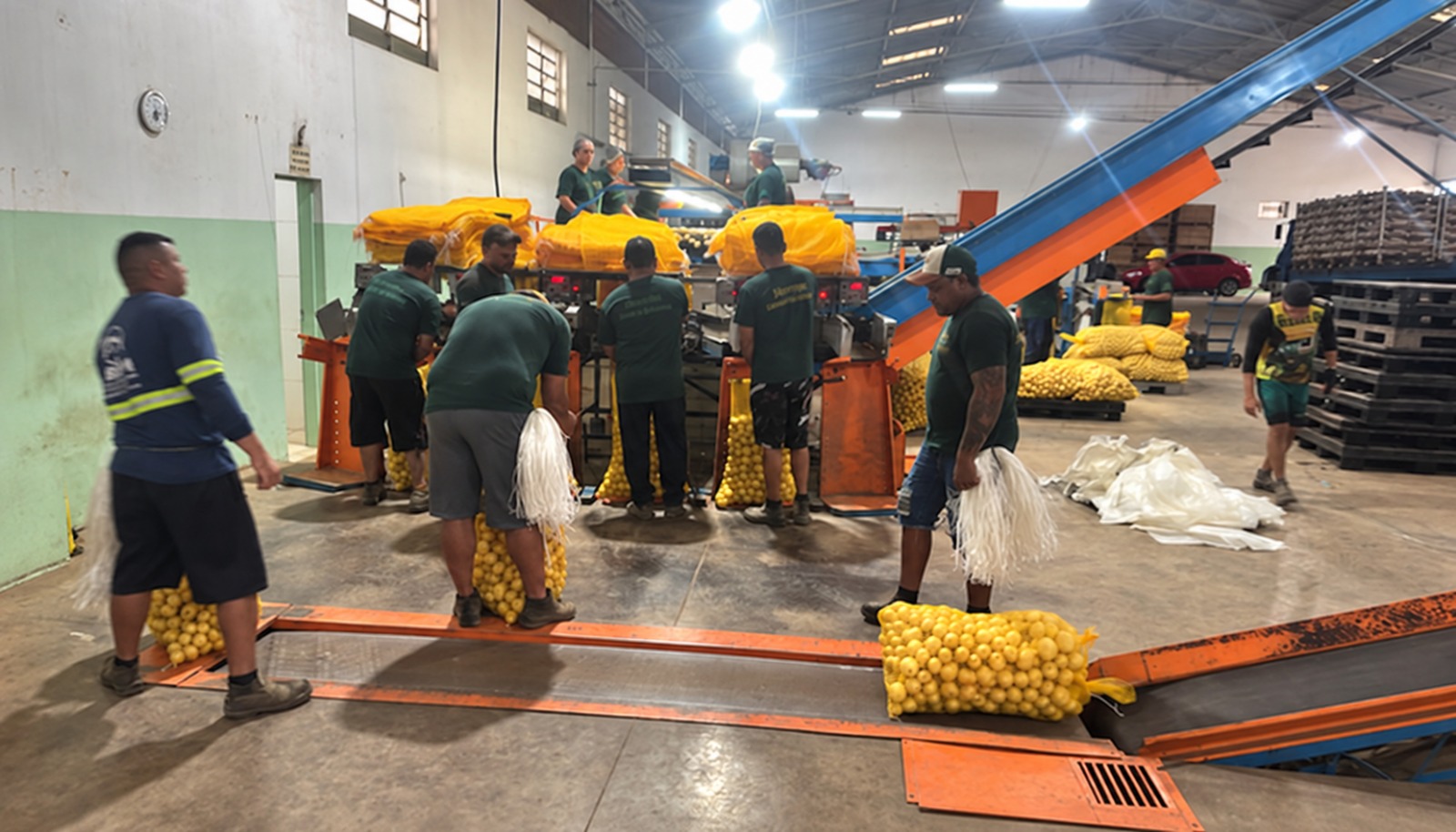 La pioggia rallenta il raccolto invernale di patate in Brasile, nello stato di Vargem Grande do Sul, facendo aumentare i prezzi per i produttori, mentre i carichi vengono spediti in Argentina.