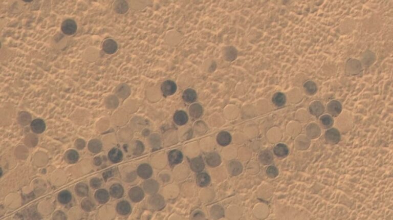 Centre-pivot irrigated fields around El Oued, Algeria, seen from space
