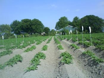 Netherlands: Friesland Seed Grower Keeps Annabelle Clean for Five Generations Without Minitubers 2 Mts van der Bos-Weidenaar, Friesland