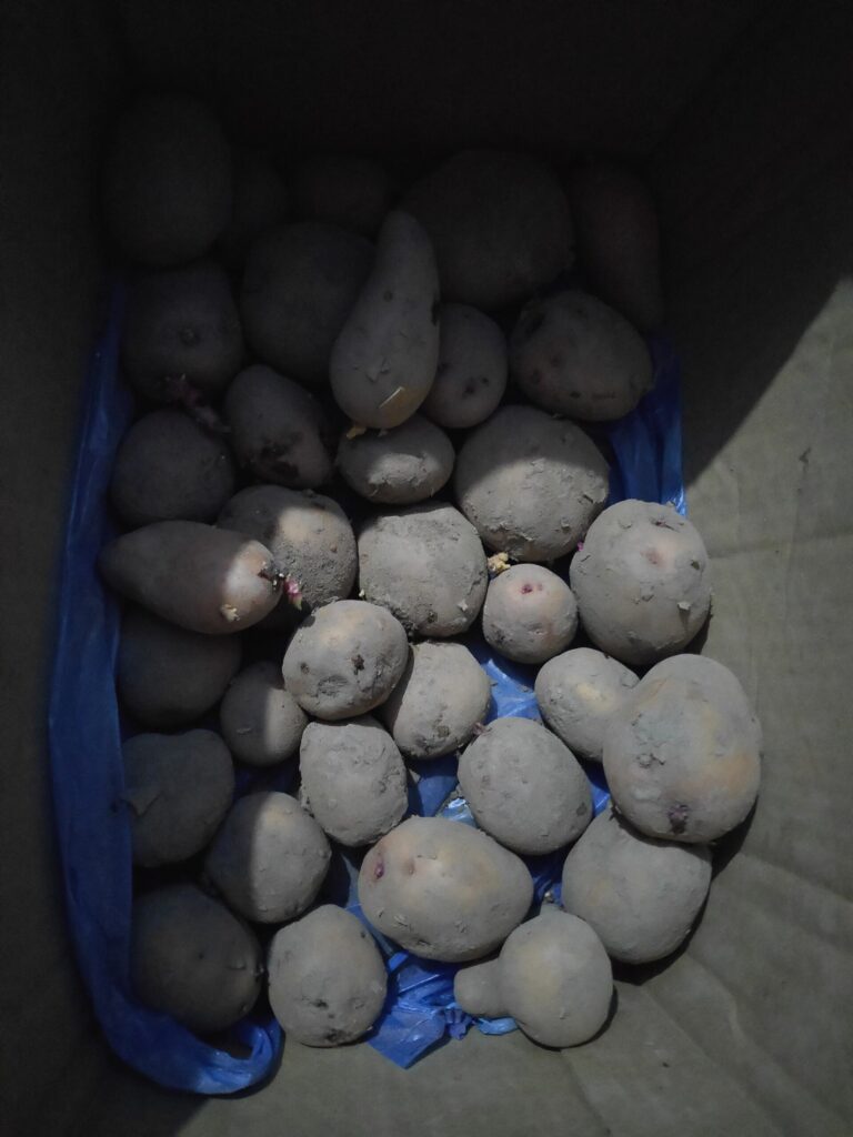 Seed potatoes