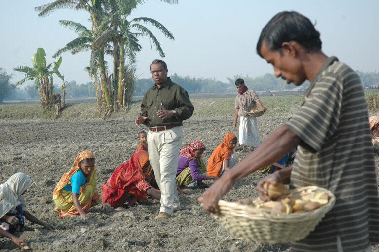 Farmers planting seed potatoes in Rangpur, Bangladesh