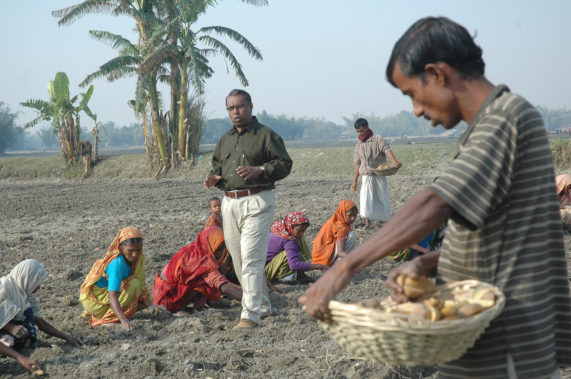 Farmers planting seed potatoes in Rangpur, Bangladesh