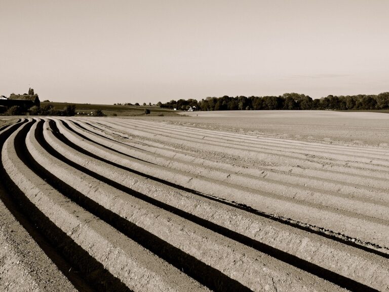 A potato field in the Walloon Region of Belgium