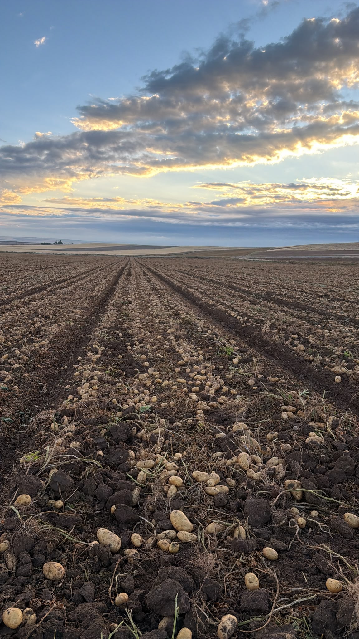 Seed and Industrial Potato Harvest Underway in the Konya Plain