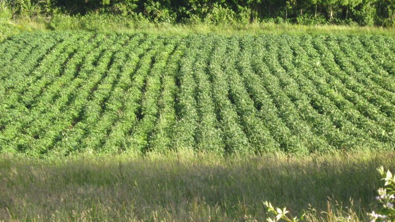 Chile: Rain in the South Hits the New Potato Crop, and a Santiago Market Manager Warns of Higher Prices 2 Potato field in Quinched, Chonchi, southern Chile
