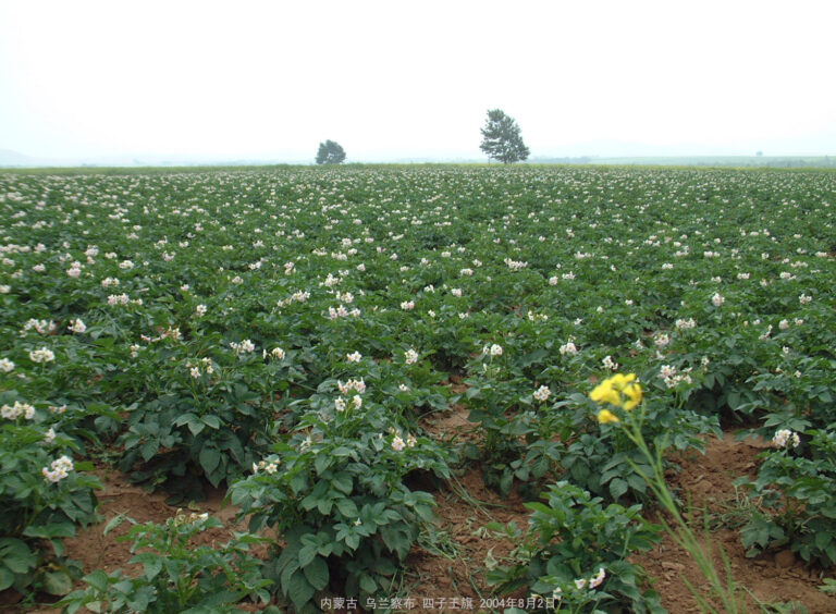 A potato field