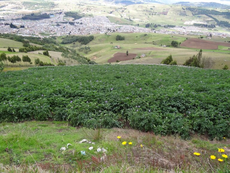 Colombia: Potato Output Up 33% Since 2010 to 2.49 Mt as Yields Rise 2 A potato crop near Tunja, Boyacá, Colombia