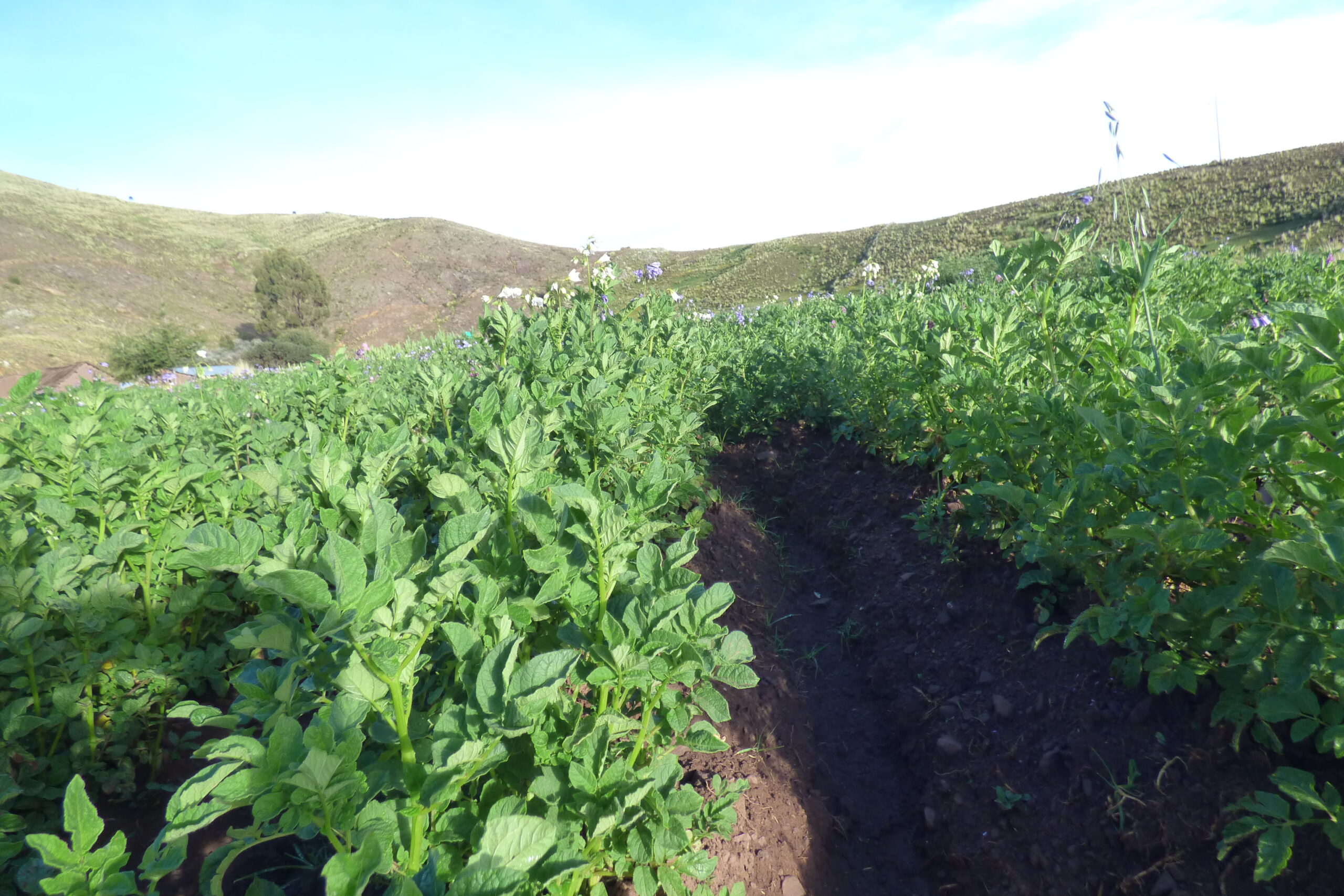 Potato field flowering in the Puno highlands, Peru