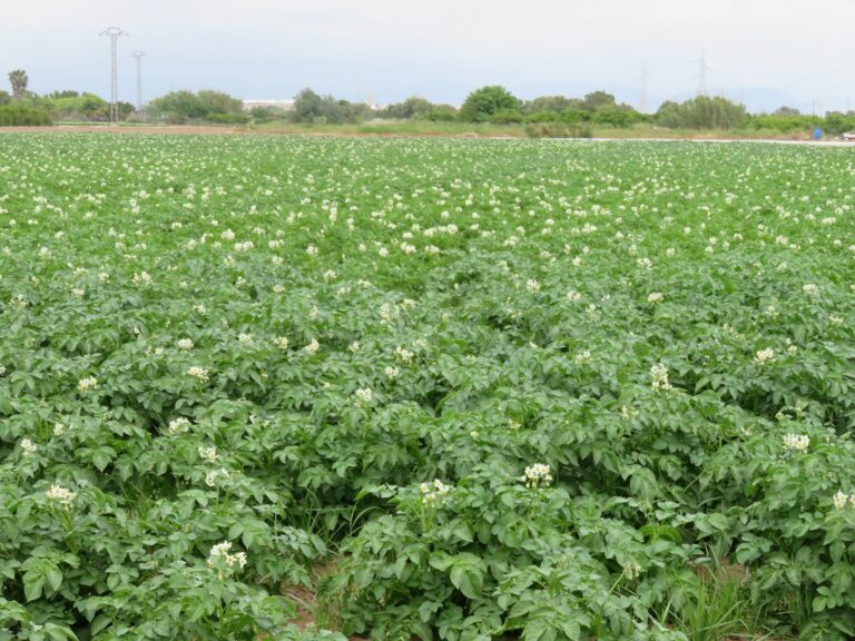 Potato field in Benifaraig, Huerta de Valencia, Spain