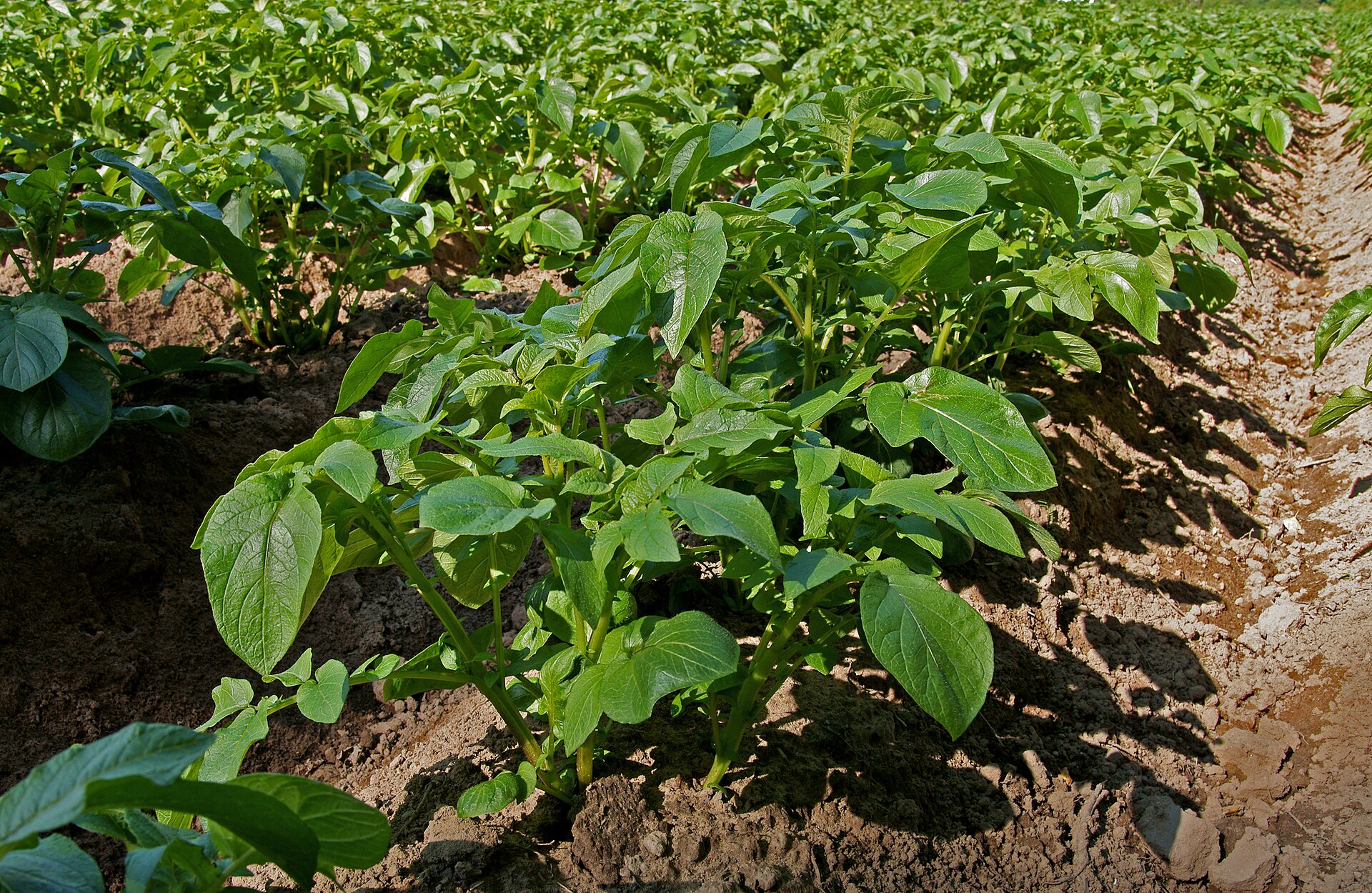 A potato field in Nakkila, Finland
