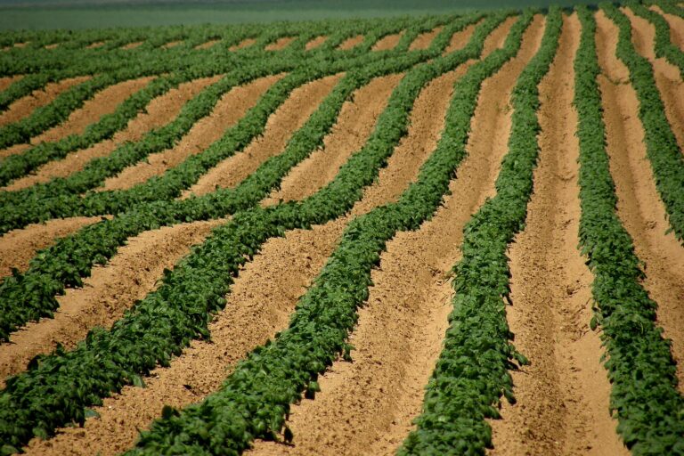 Potato field in Hendecourt-lès-Cagnicourt, Pas-de-Calais, France