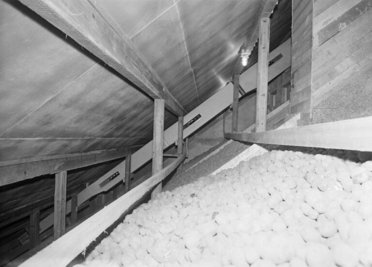 Global: Curing at 10–15 °C for Up to Three Weeks Prepares Potatoes for Long Storage 5 A potato store in Ylöjärvi, Finland, 1962
