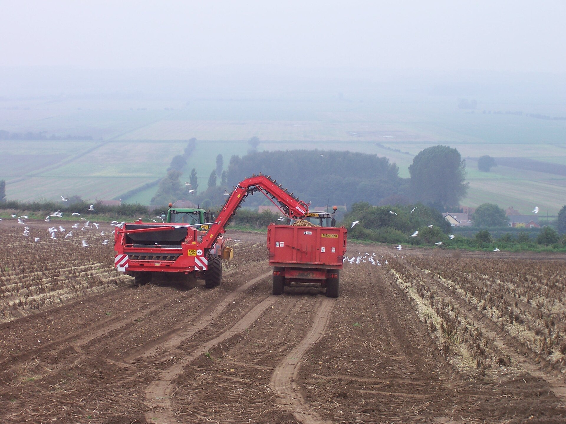 Green Haulm တွင် တူးဖော်ခြင်း- အခြောက်မခံဘဲ ရိတ်သိမ်းသည့်အခါ အလုပ်ဖြစ်ပြီး ကုန်ကျစရိတ်