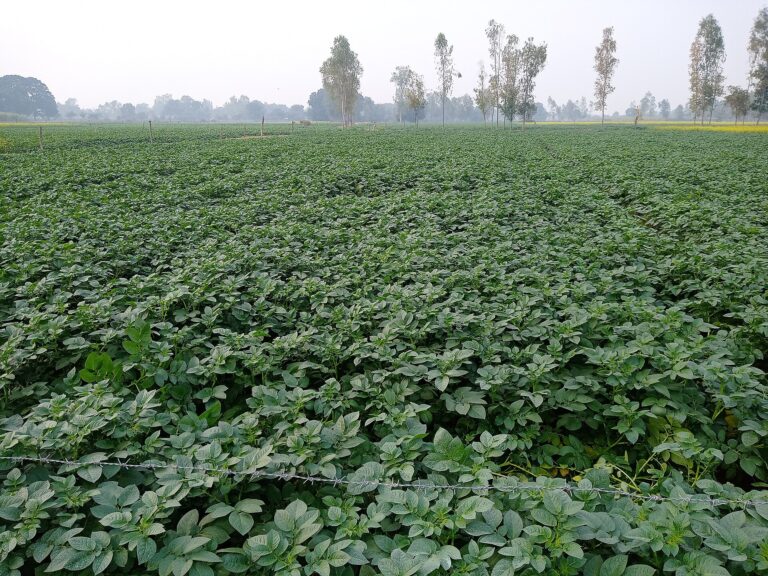A potato field in India